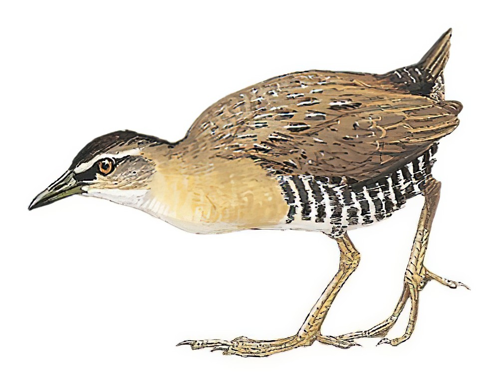 Yellow-breasted Crake / Hapalocrex flaviventer
