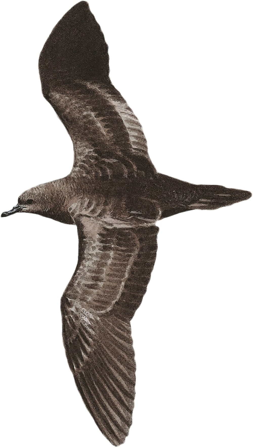 Wedge-tailed Shearwater / Ardenna pacifica