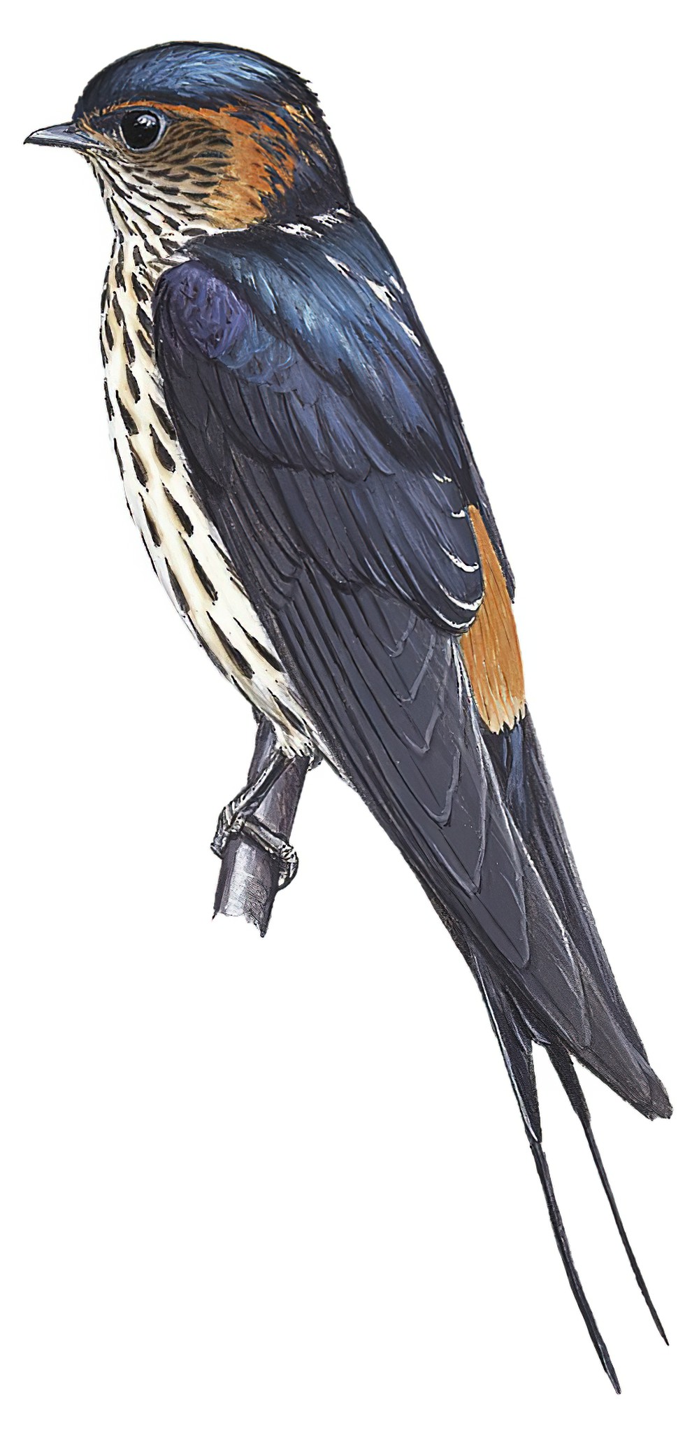 Striated Swallow / Cecropis striolata