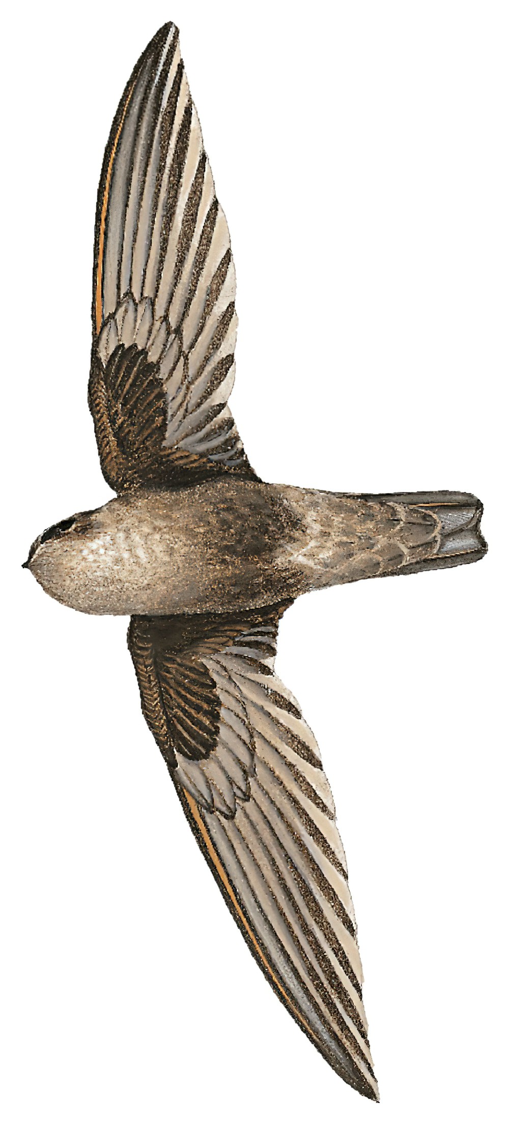 Black-nest Swiftlet / Aerodramus maximus