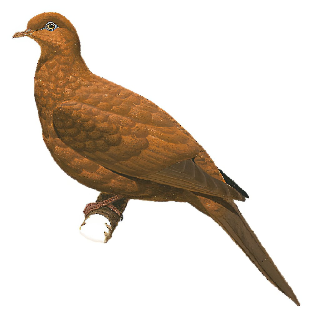 Enggano Cuckoo-Dove / Macropygia cinnamomea
