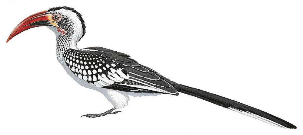 Southern Red-billed Hornbill / Tockus rufirostris