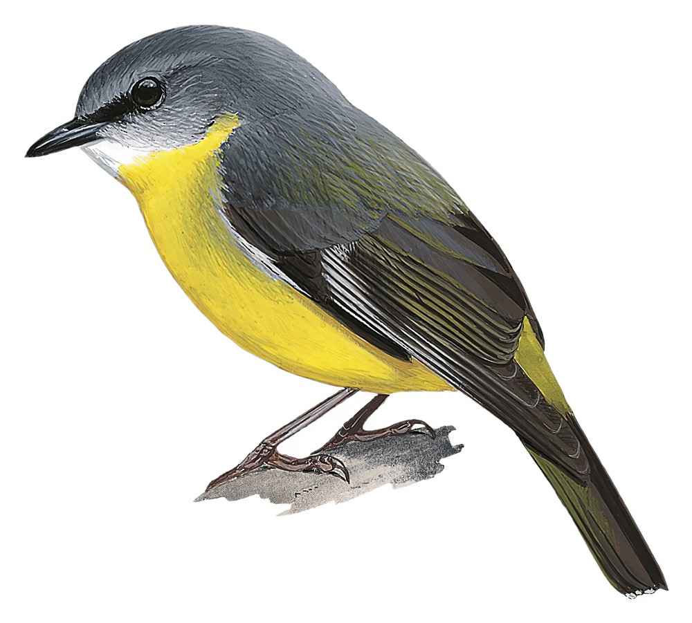 Eastern Yellow Robin / Eopsaltria australis