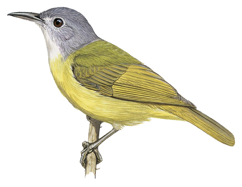 Gray-headed Sunbird / Deleornis axillaris