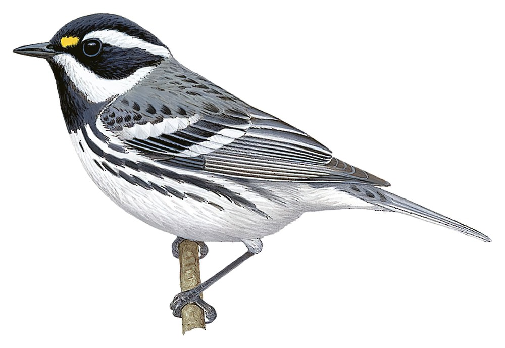 Black-throated Gray Warbler / Setophaga nigrescens