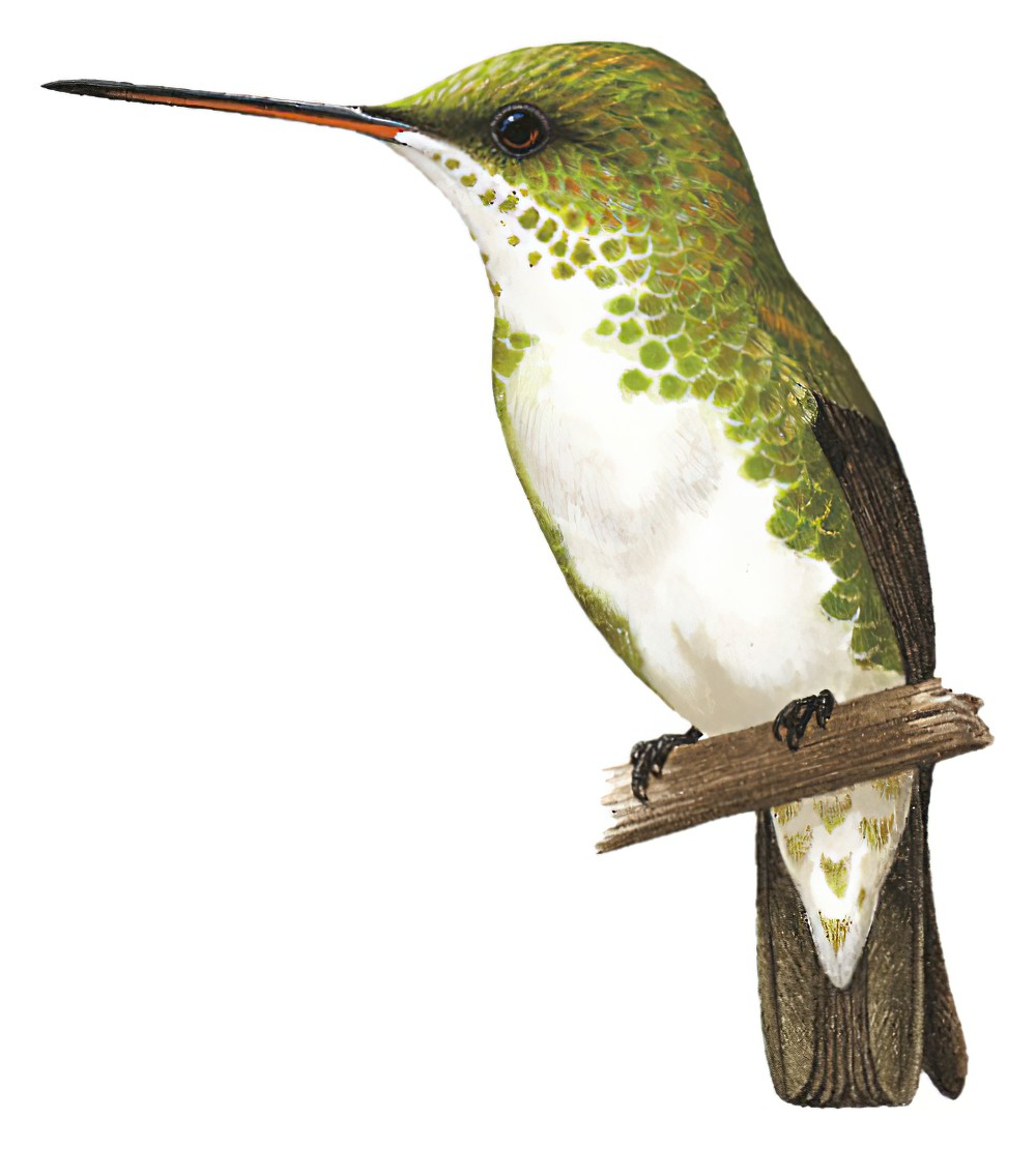 Green-and-white Hummingbird / Amazilia viridicauda