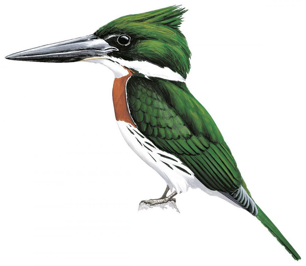 Amazon Kingfisher / Chloroceryle amazona