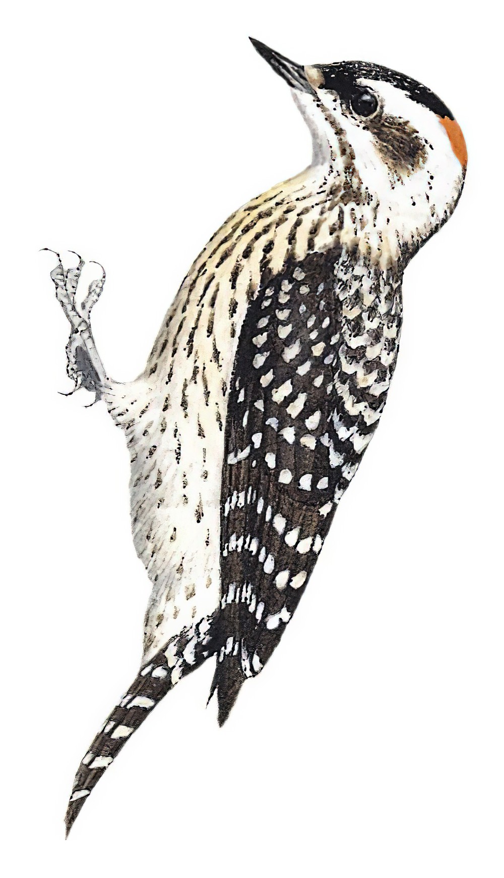 Checkered Woodpecker / Dryobates mixtus