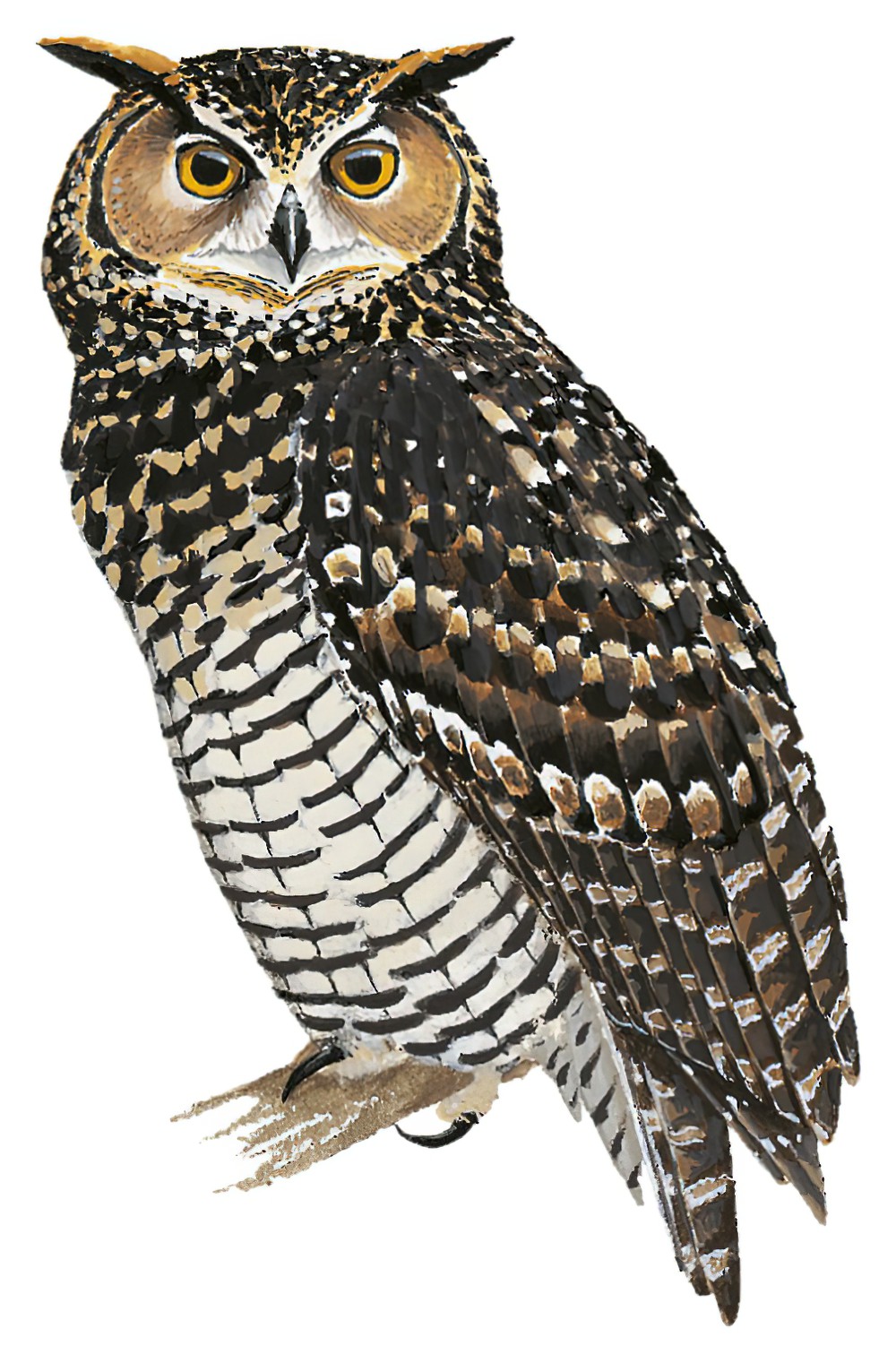 Cape Eagle-Owl / Bubo capensis