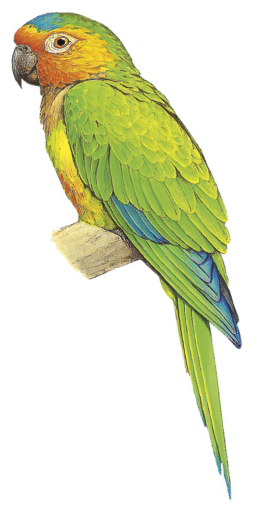 Brown-throated Parakeet / Eupsittula pertinax