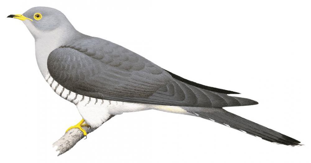 African Cuckoo / Cuculus gularis