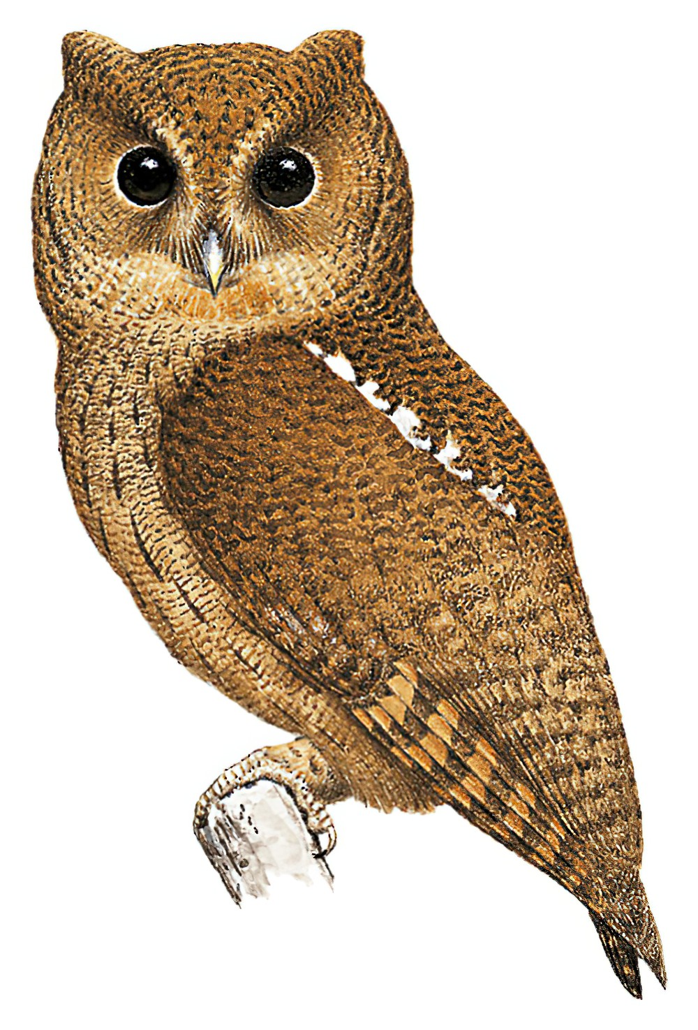 Rufescent Screech-Owl / Megascops ingens