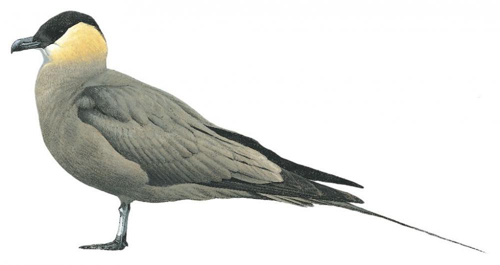 Long-tailed Jaeger / Stercorarius longicaudus