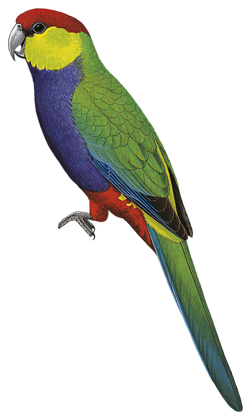 Red-capped Parrot / Purpureicephalus spurius