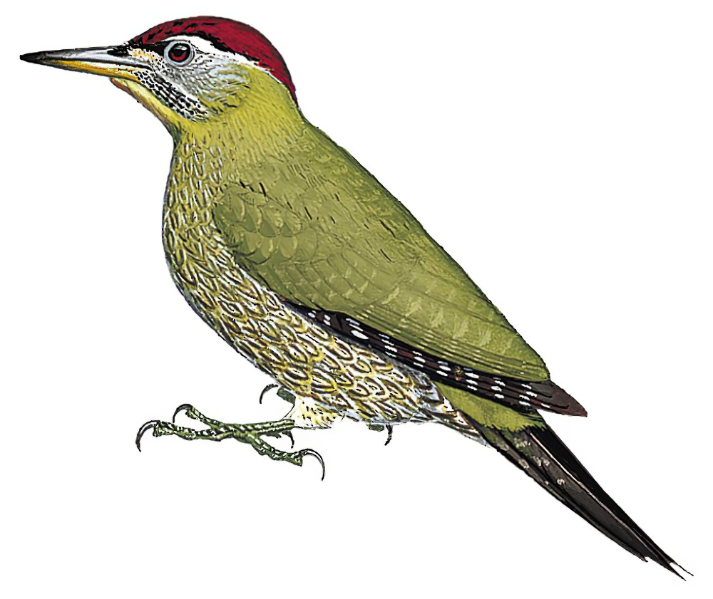 Streak-breasted Woodpecker / Picus viridanus