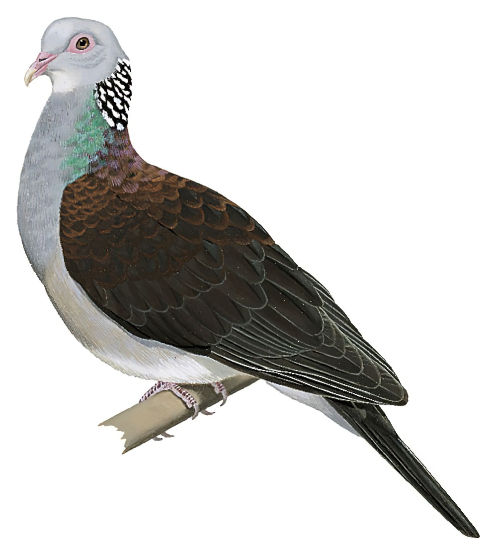 Nilgiri Wood-Pigeon / Columba elphinstonii