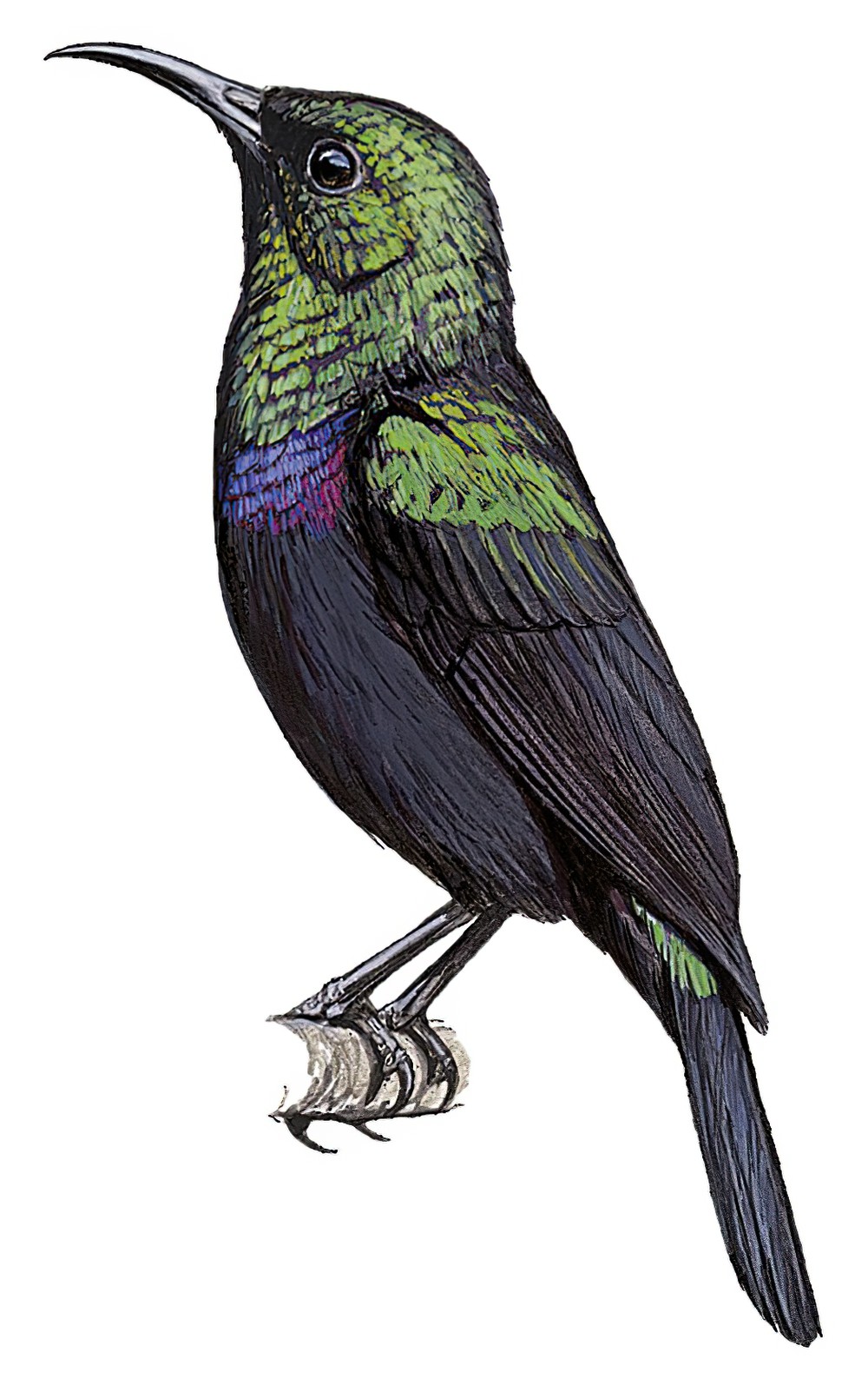 Tsavo Sunbird / Cinnyris tsavoensis