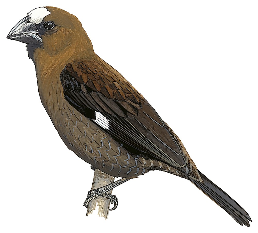 Grosbeak Weaver / Amblyospiza albifrons