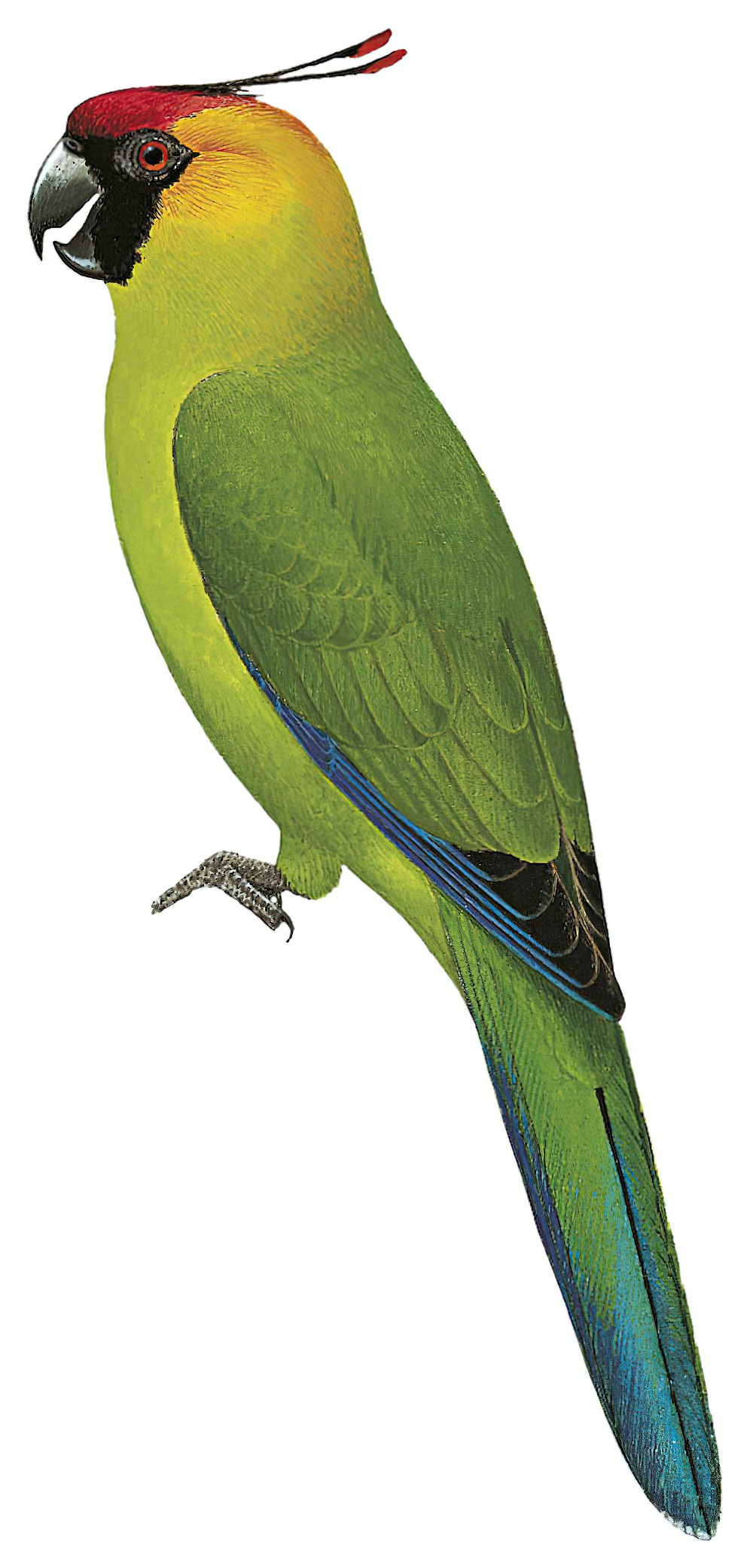 Horned Parakeet / Eunymphicus cornutus
