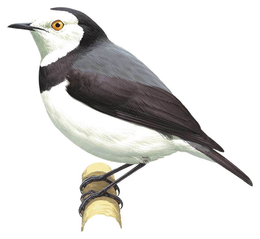 White-fronted Chat / Epthianura albifrons