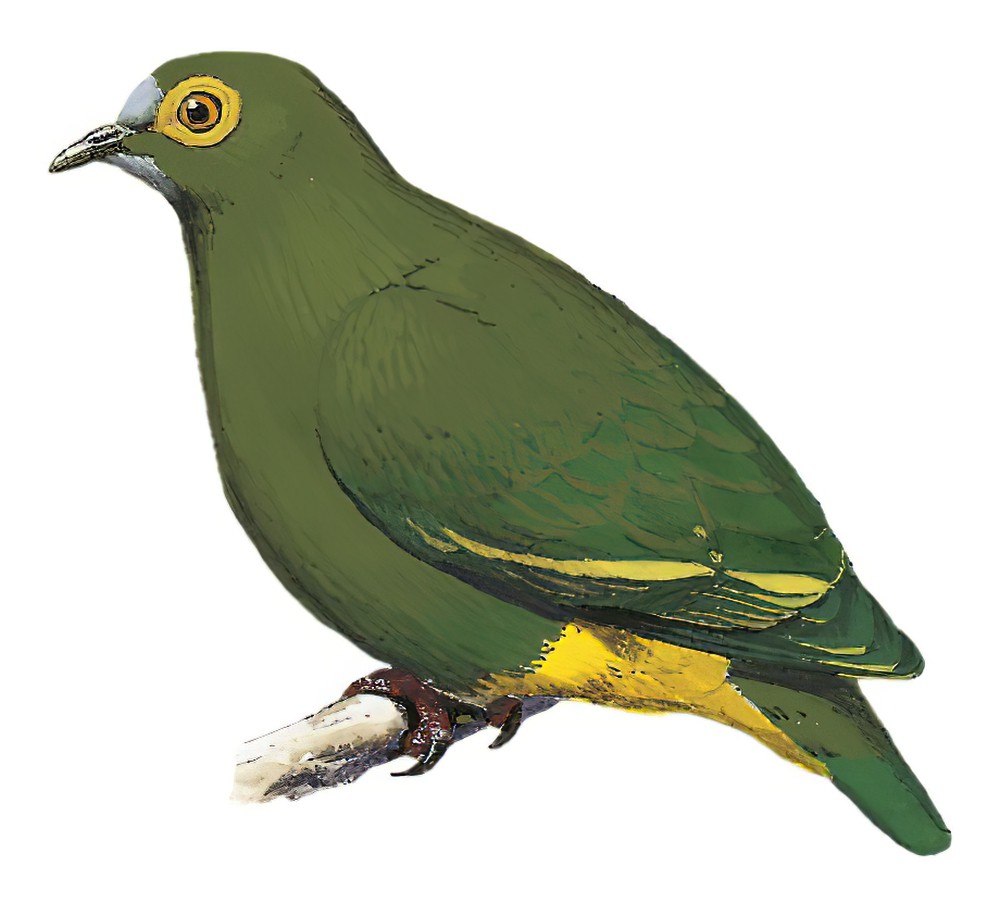 Negros Fruit-Dove / Ptilinopus arcanus