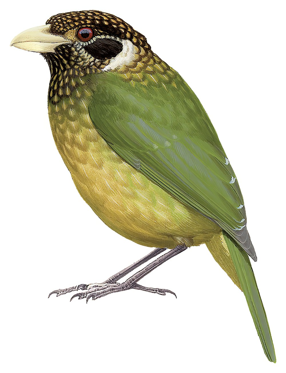 Northern Catbird / Ailuroedus jobiensis