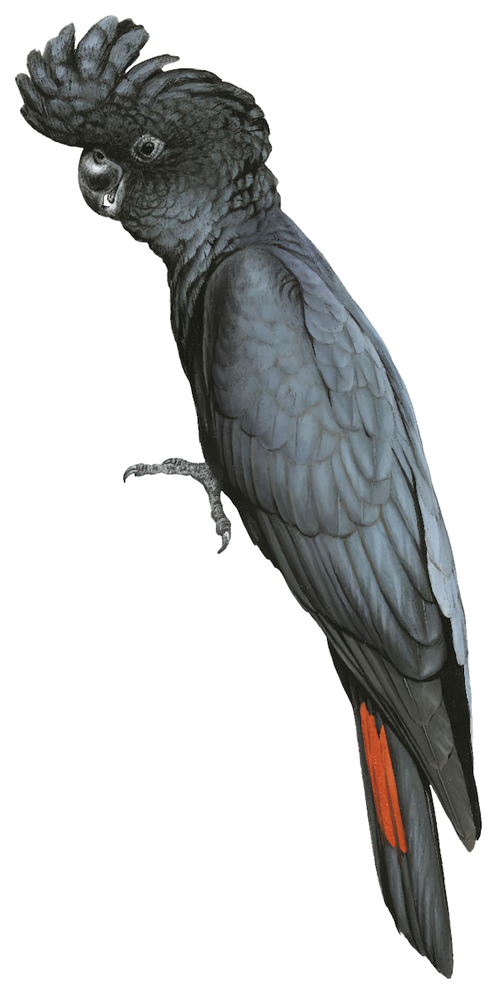 Red-tailed Black-Cockatoo / Calyptorhynchus banksii