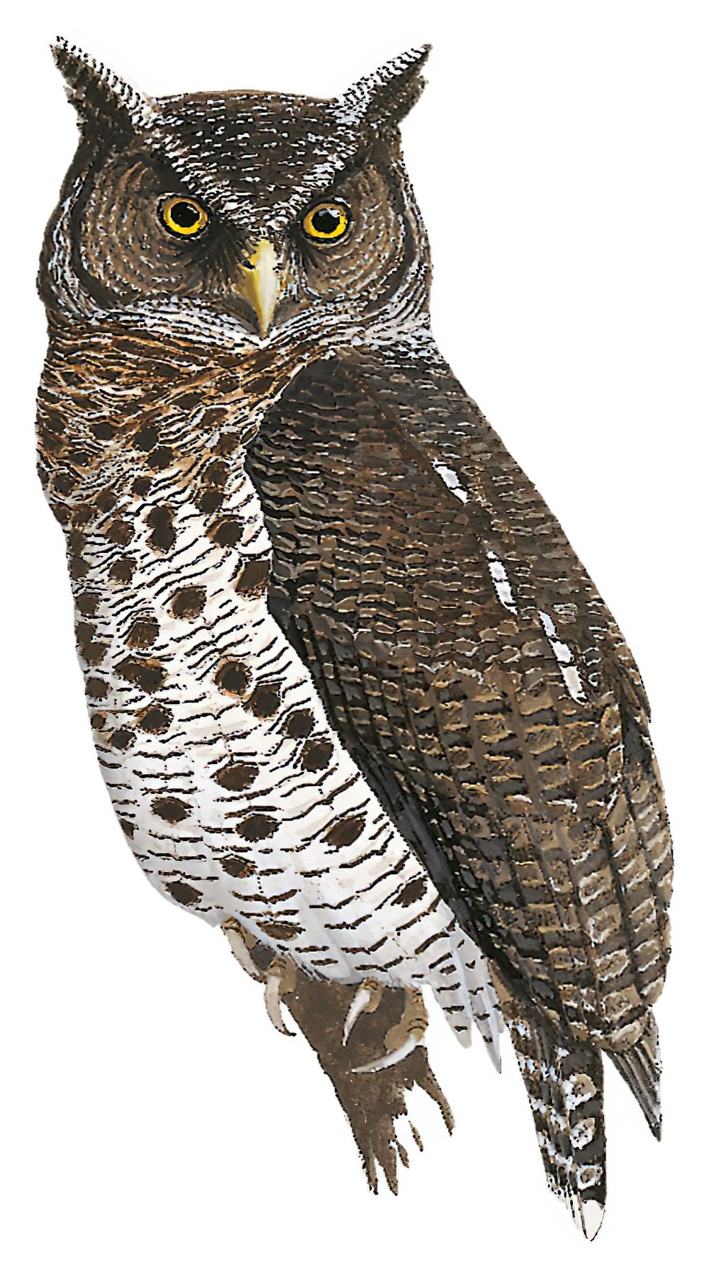 Akun Eagle-Owl / Bubo leucostictus