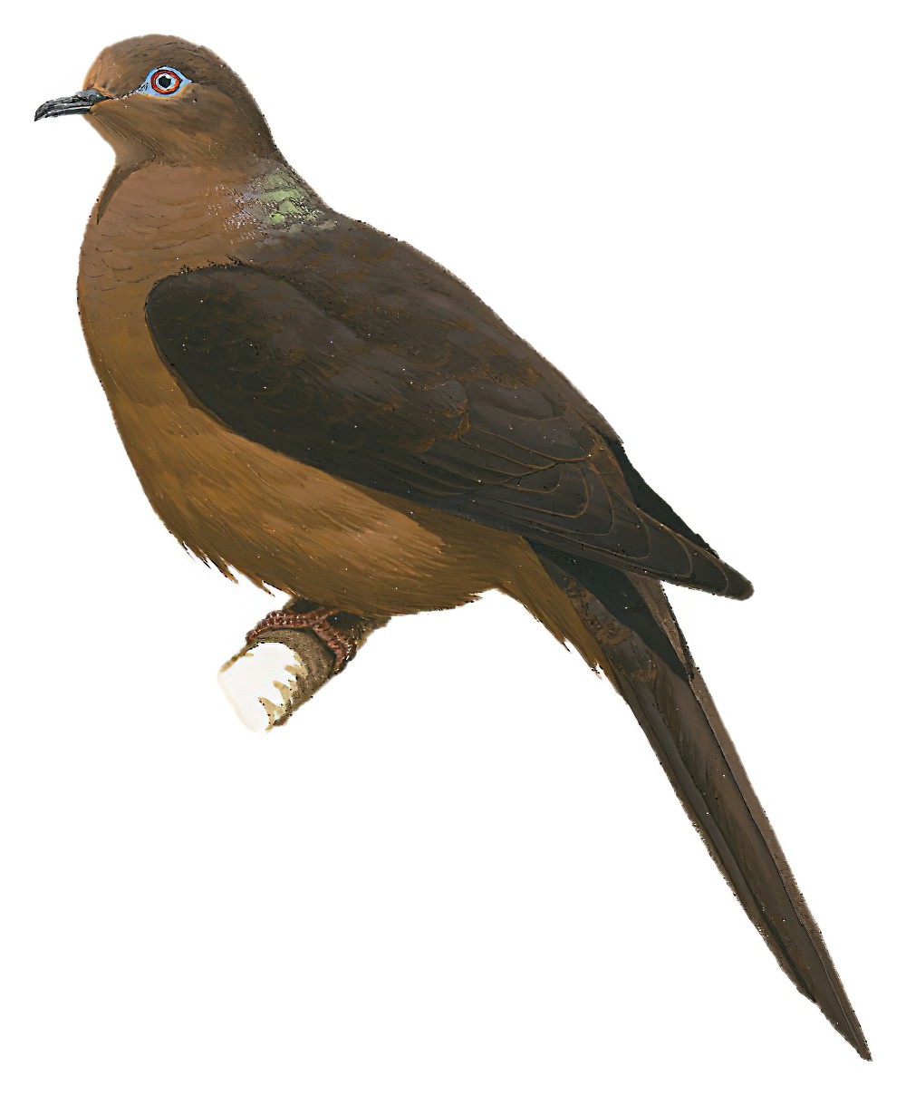 Brown Cuckoo-Dove / Macropygia phasianella