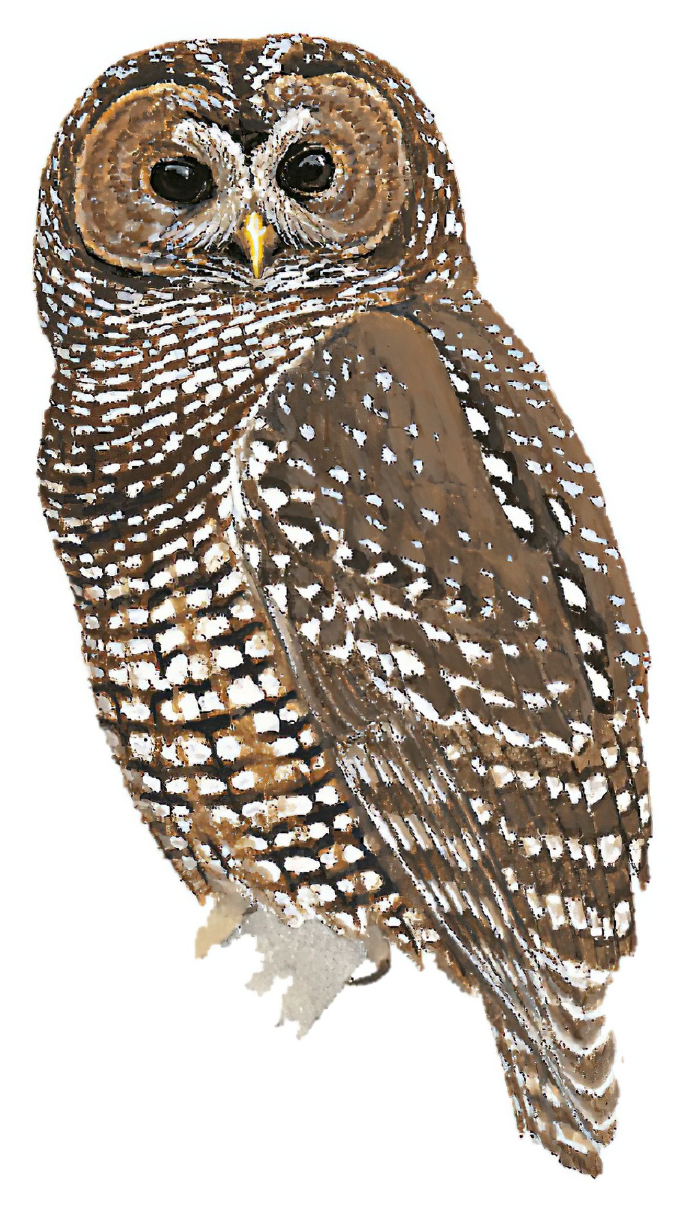Spotted Owl / Strix occidentalis