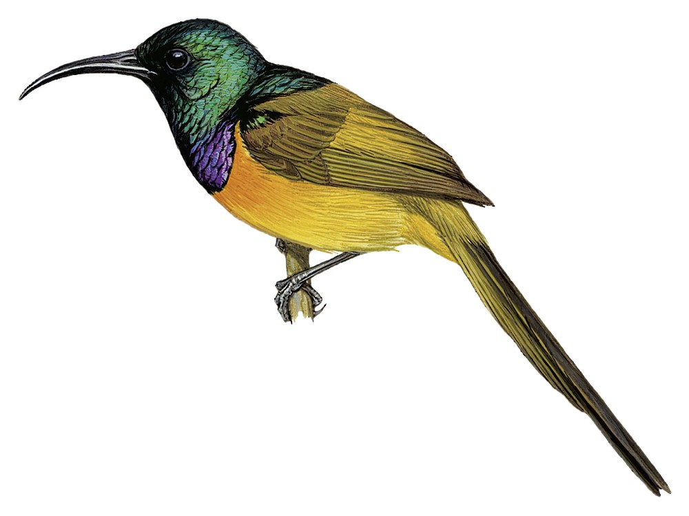 Orange-breasted Sunbird / Anthobaphes violacea