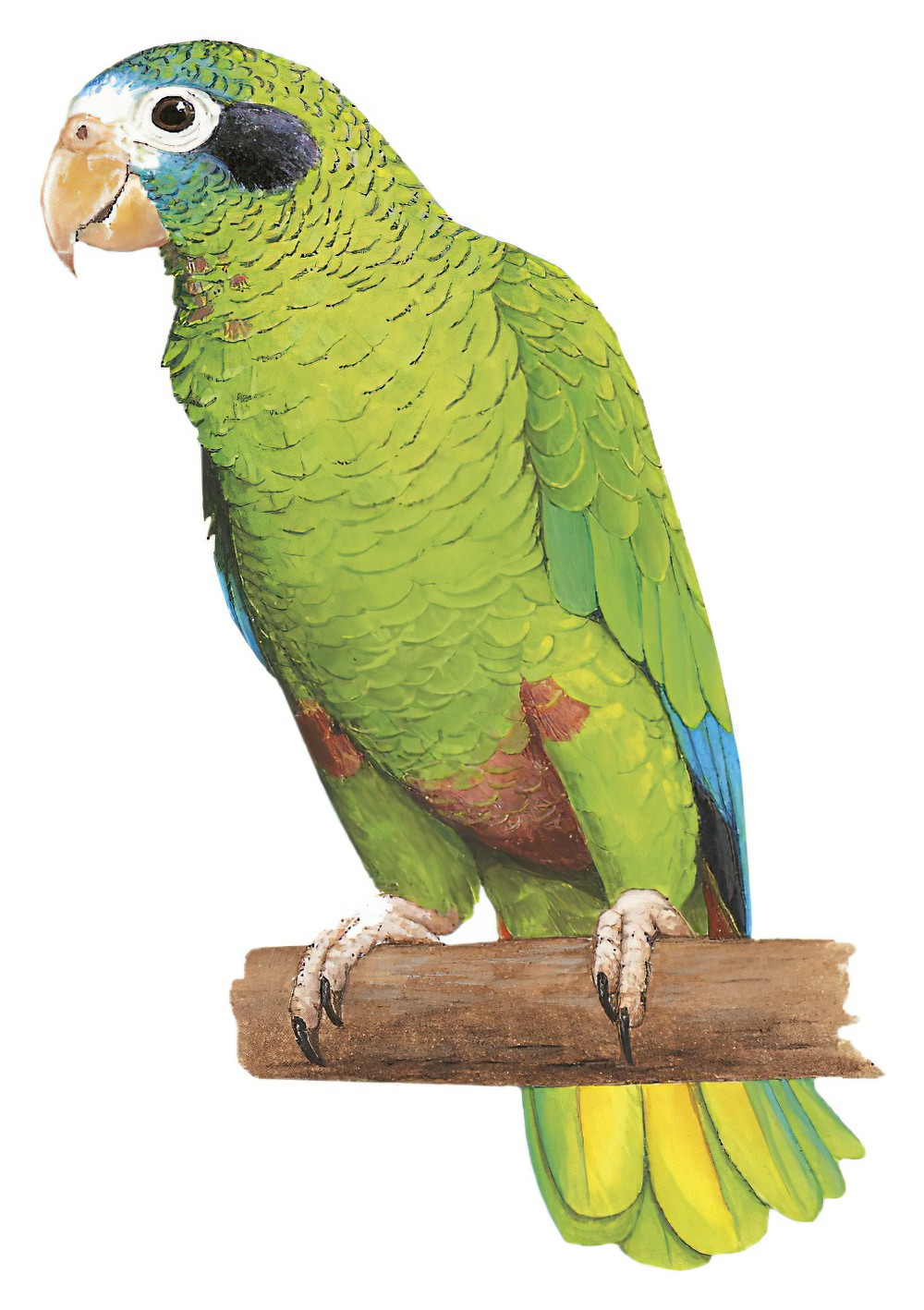 Hispaniolan Parrot / Amazona ventralis