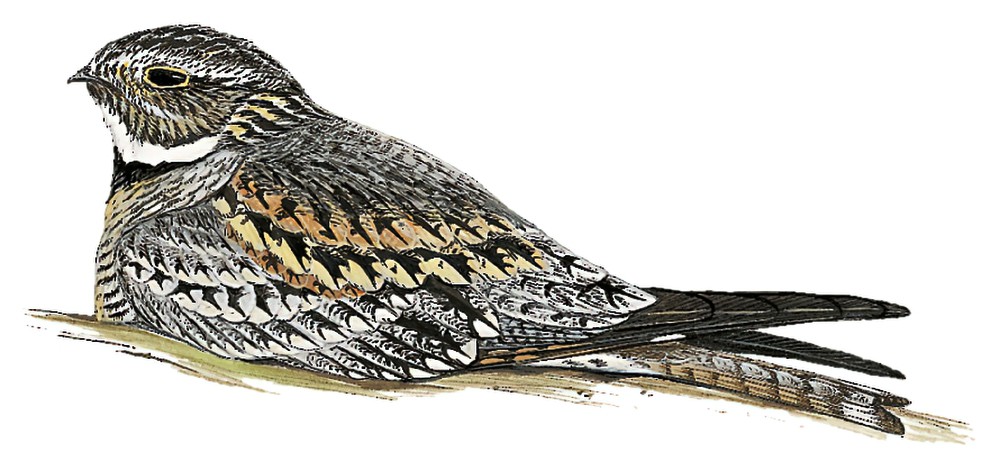 Lesser Nighthawk / Chordeiles acutipennis