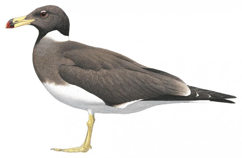Sooty Gull / Ichthyaetus hemprichii