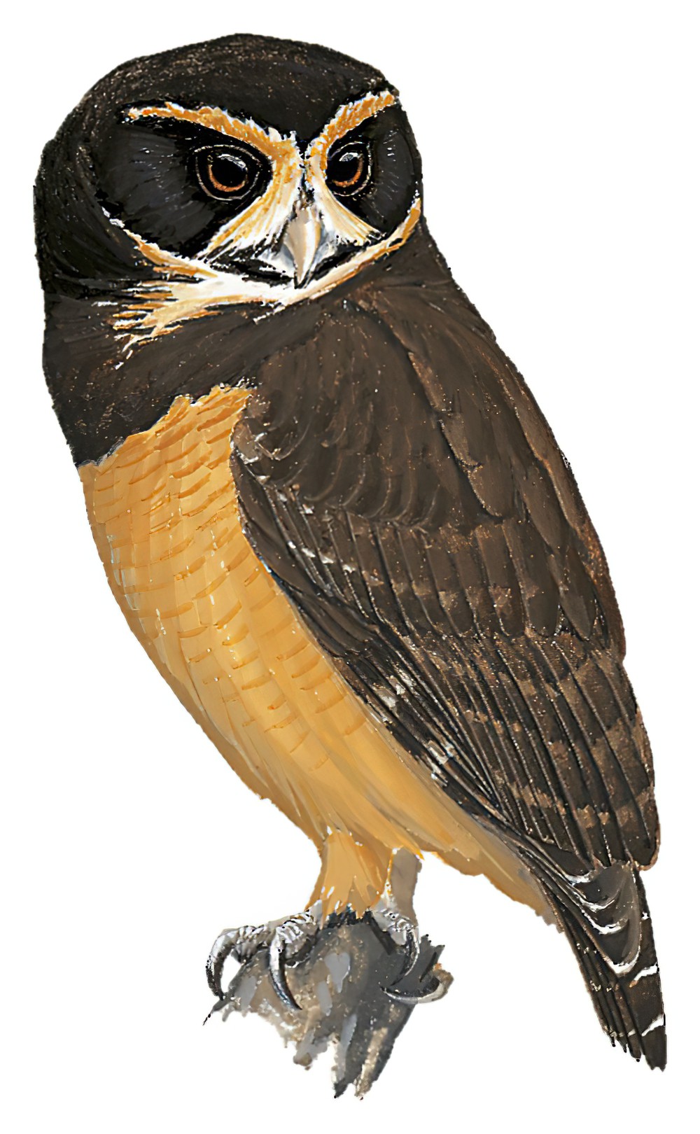 Tawny-browed Owl / Pulsatrix koeniswaldiana