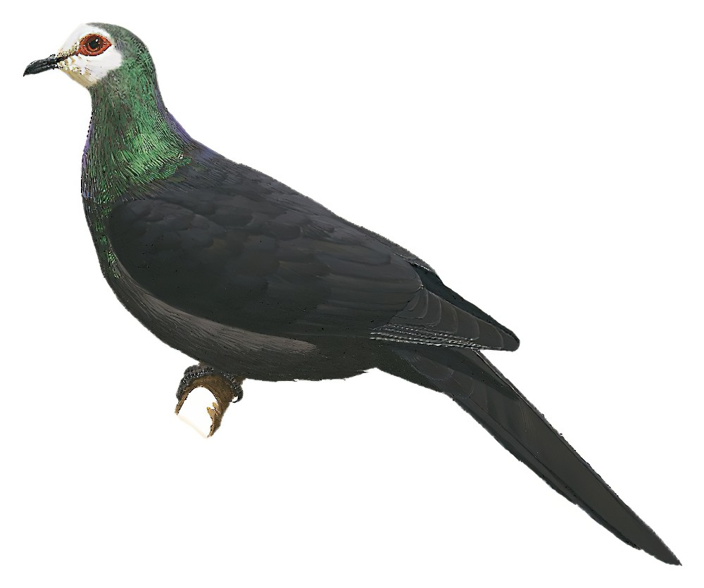 Sula Cuckoo-Dove / Turacoena sulaensis