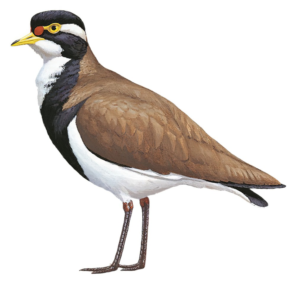 Banded Lapwing / Vanellus tricolor