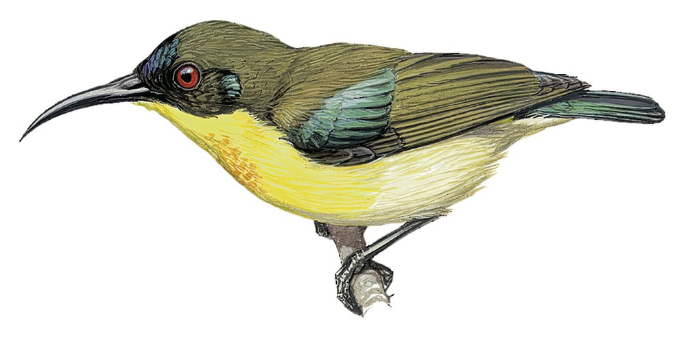 Metallic-winged Sunbird / Aethopyga pulcherrima