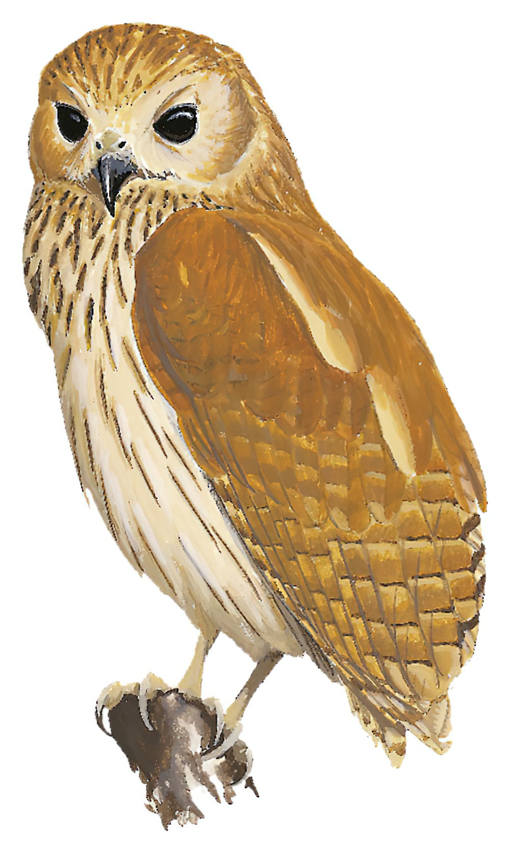 Rufous Fishing-Owl / Scotopelia ussheri