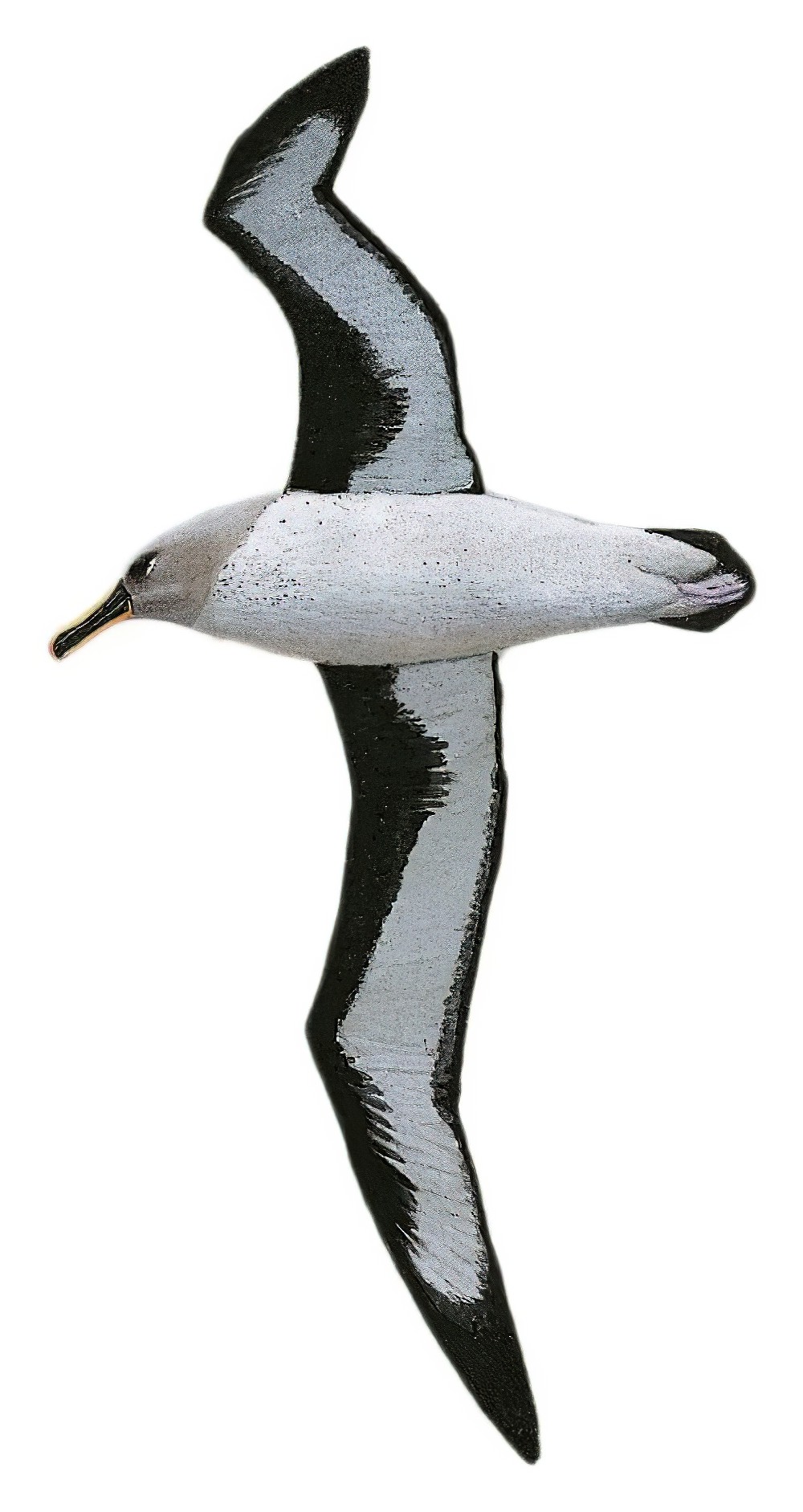 Gray-headed Albatross / Thalassarche chrysostoma