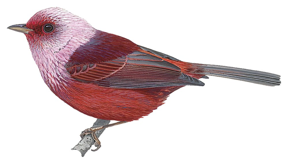 Pink-headed Warbler / Cardellina versicolor