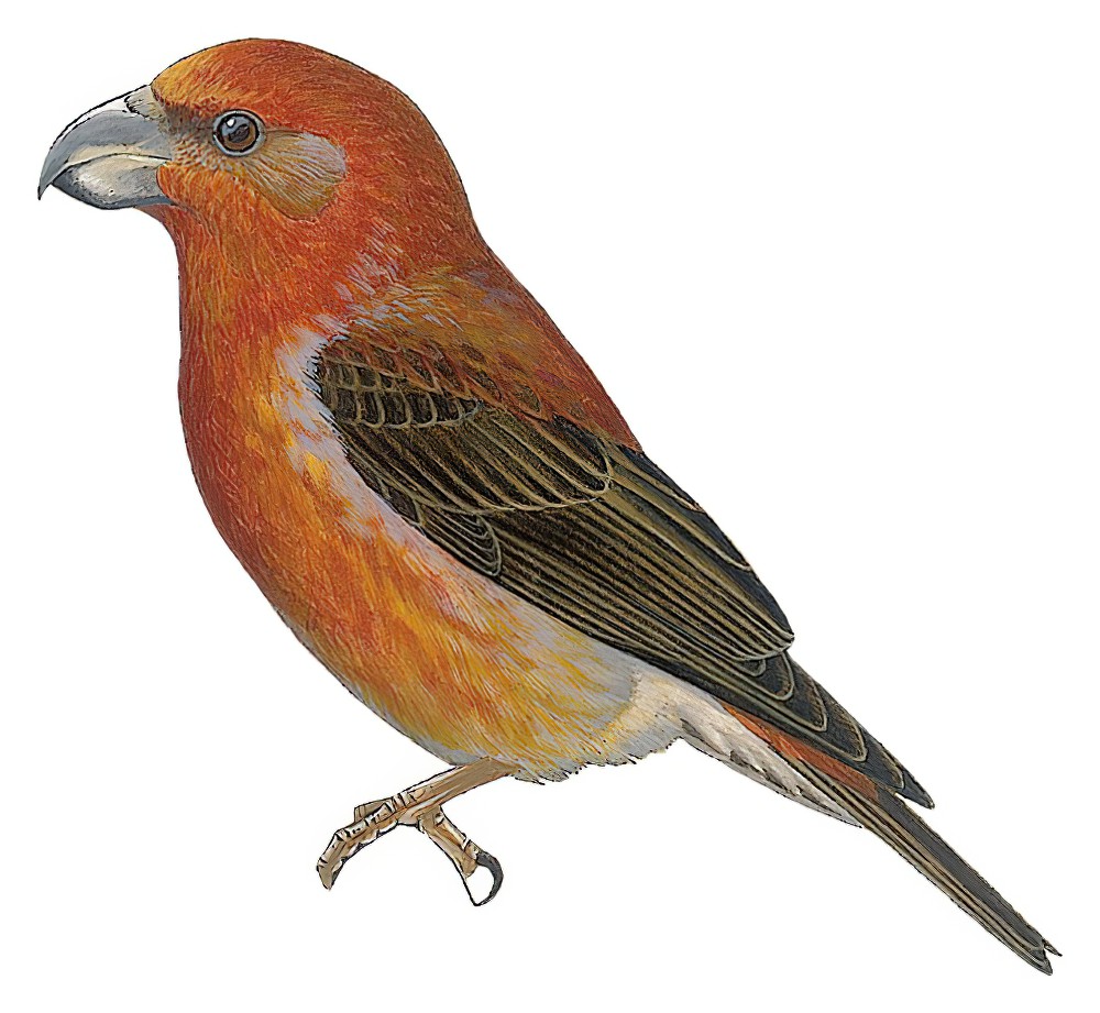 Parrot Crossbill / Loxia pytyopsittacus