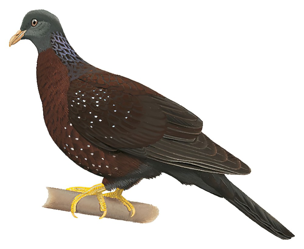 Maroon Pigeon / Columba thomensis
