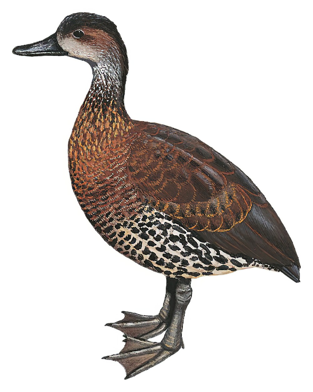 West Indian Whistling-Duck / Dendrocygna arborea