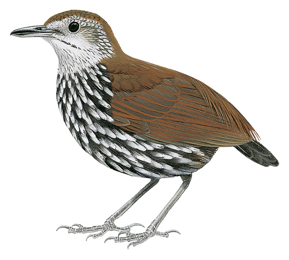 Bornean Wren-Babbler / Ptilocichla leucogrammica