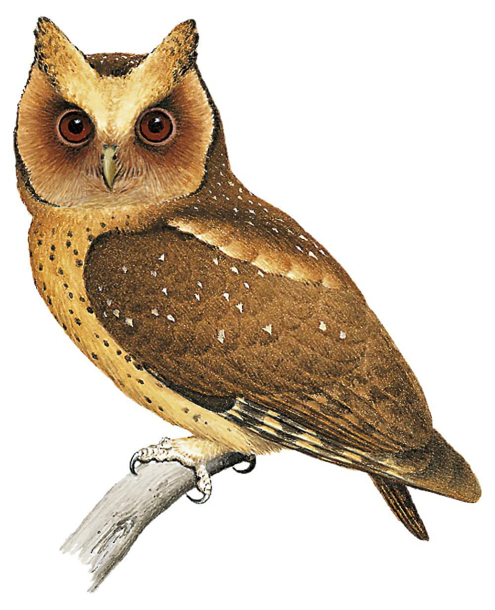 Reddish Scops-Owl / Otus rufescens