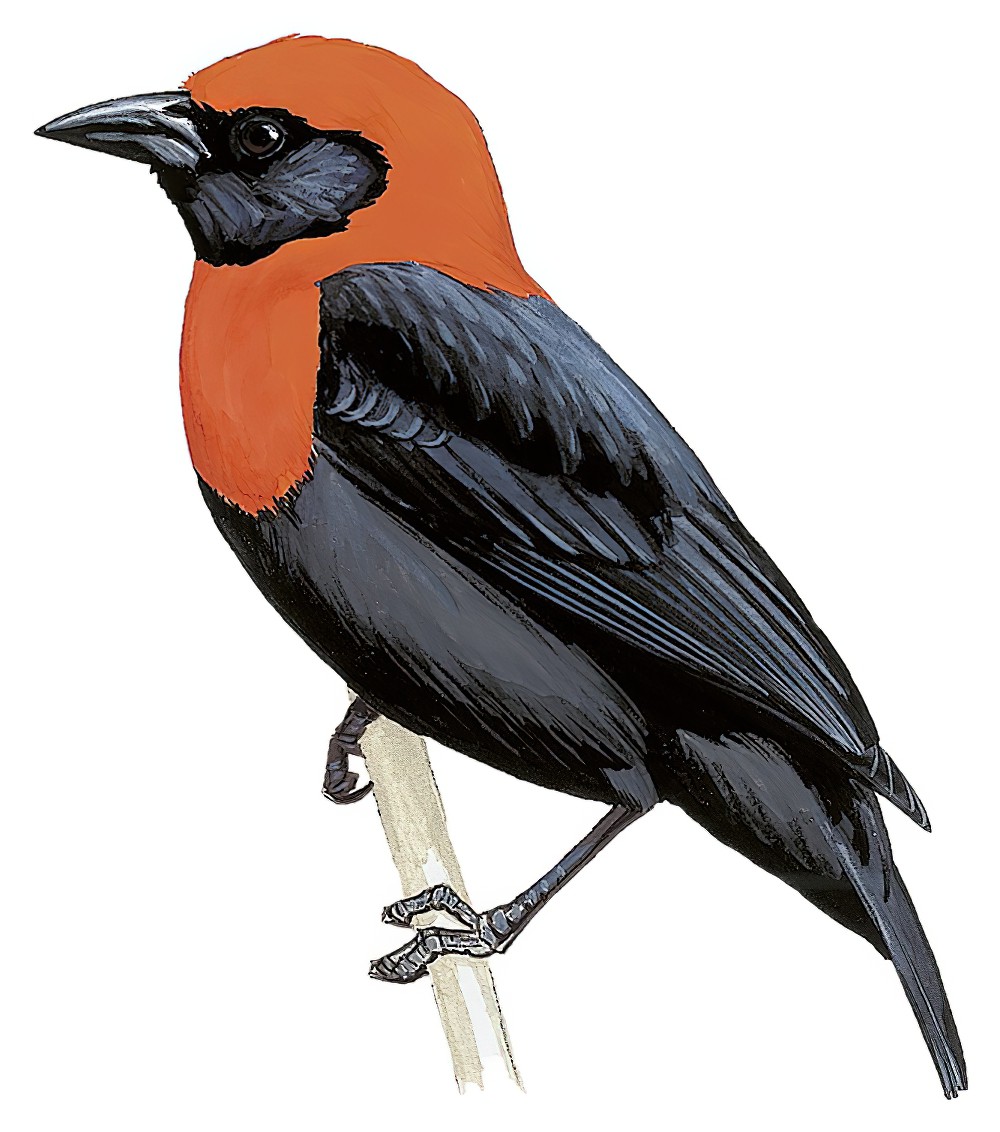 Black-throated Malimbe / Malimbus cassini
