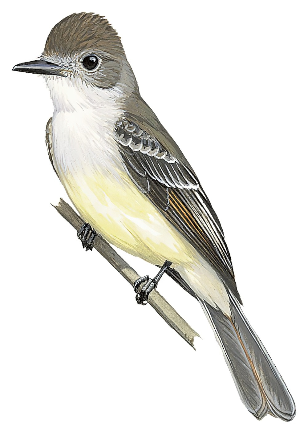 Stolid Flycatcher / Myiarchus stolidus