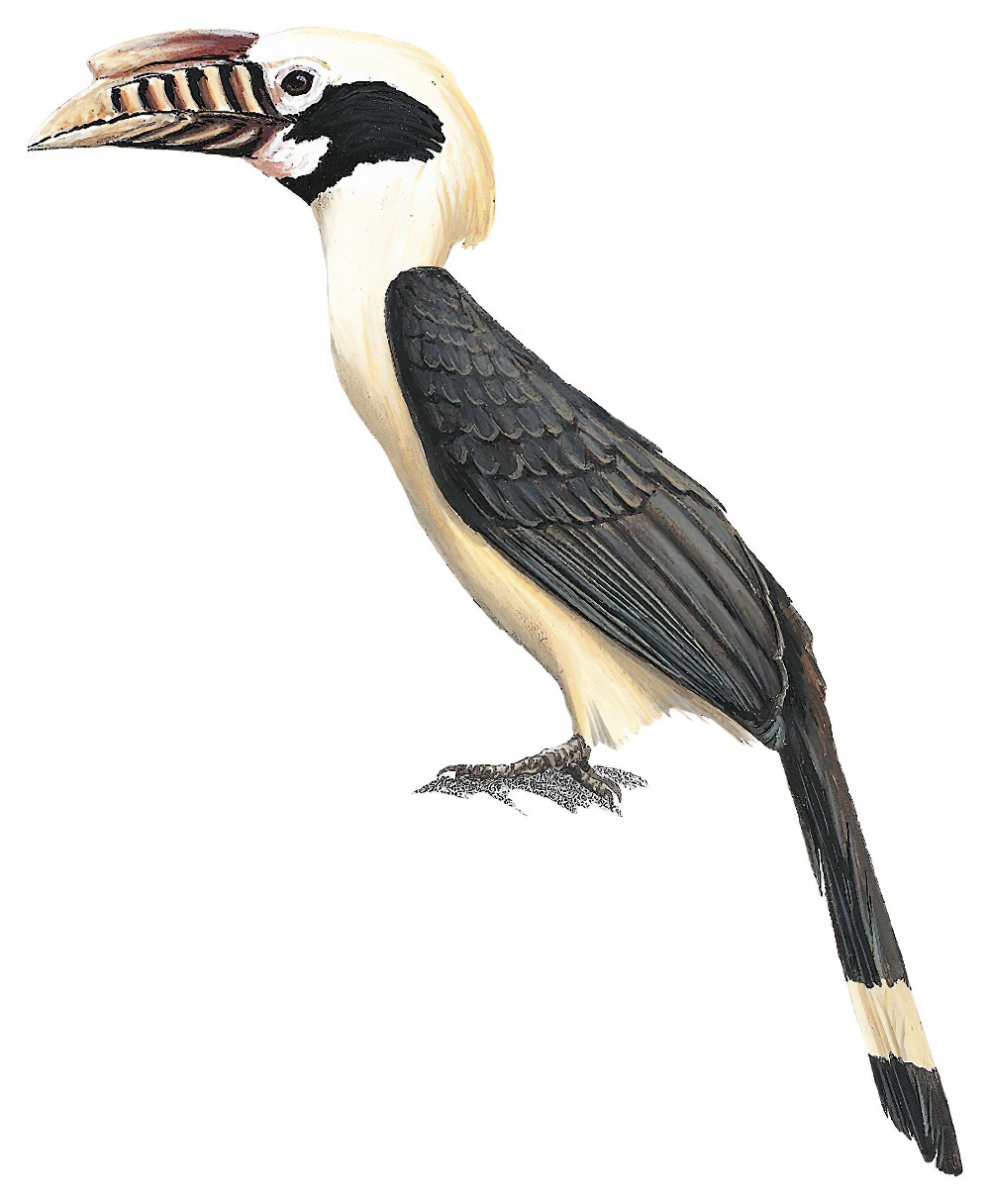 Luzon Hornbill / Penelopides manillae