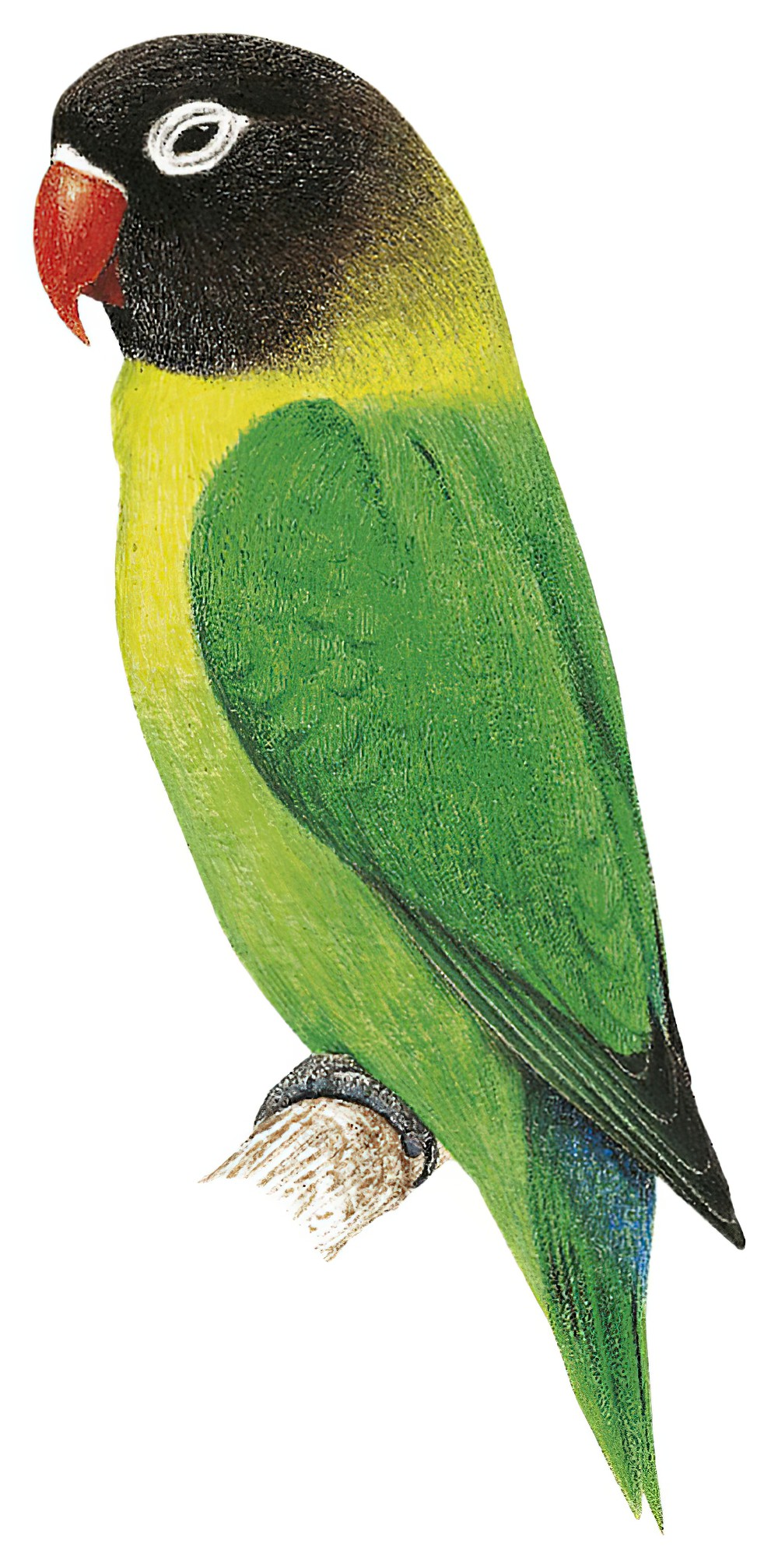 Yellow-collared Lovebird / Agapornis personatus